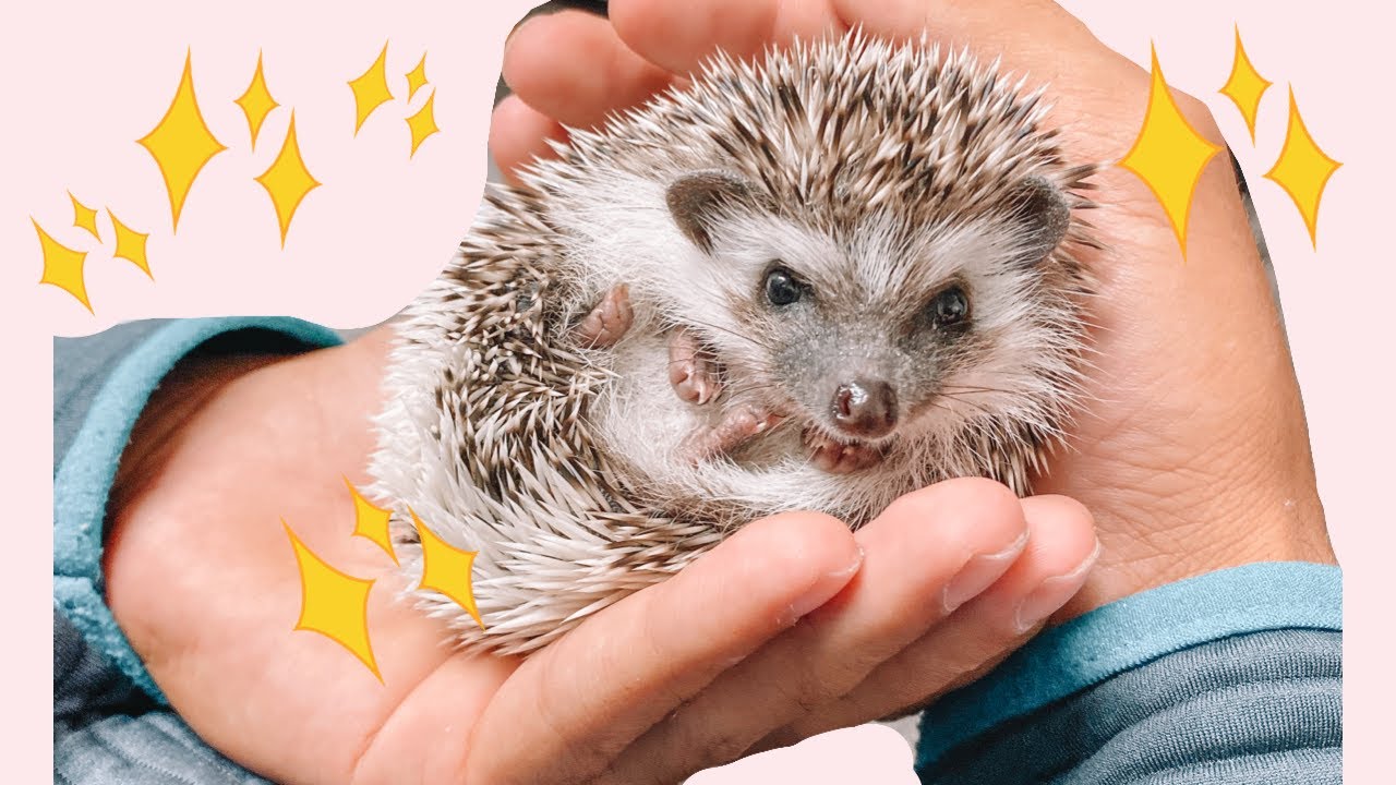 adopt a hedgehog